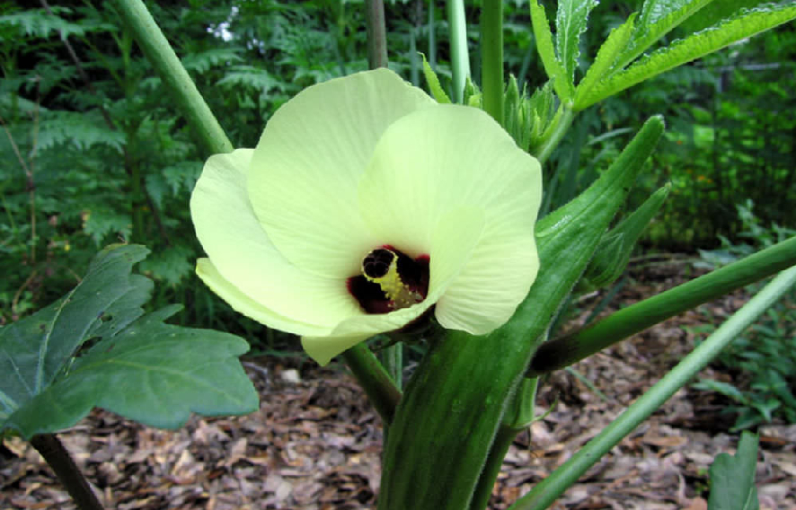 abelmoschus-esculentus