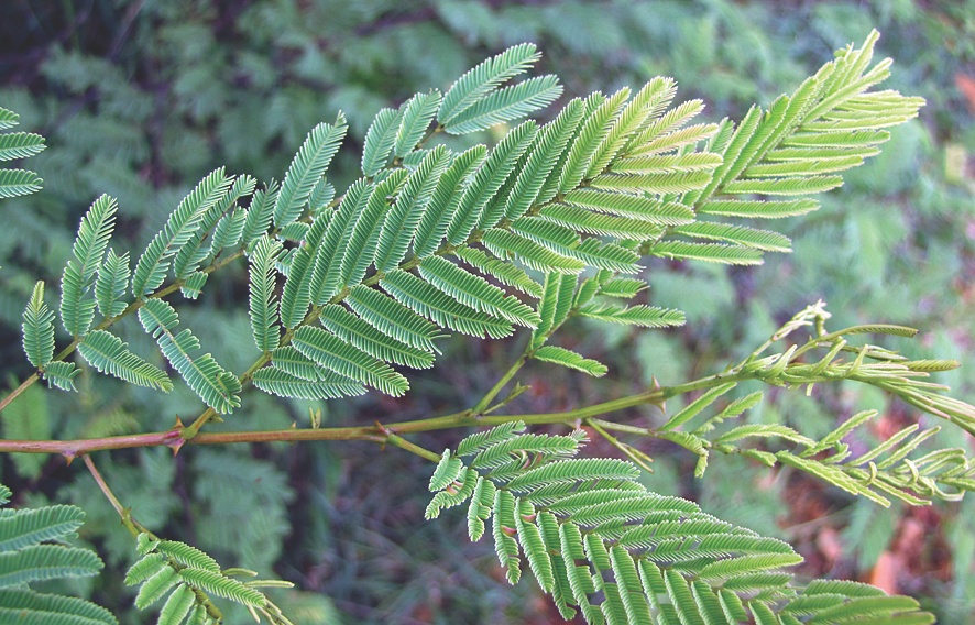 acacia-catechu